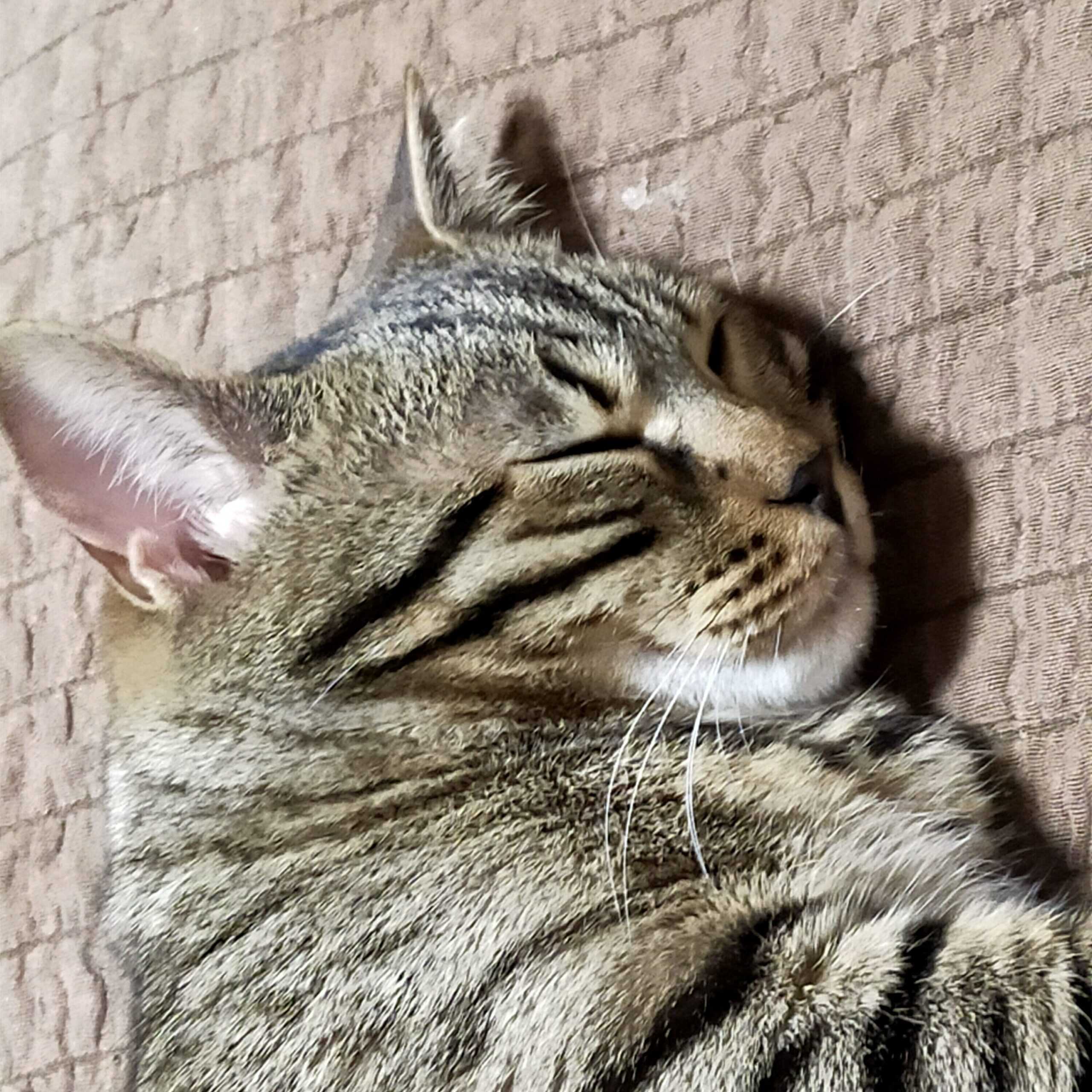 きいすけ